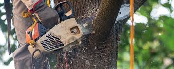 How Our Tree Care Process Works  in  Chittenango, NY